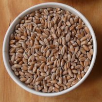 organic wheat - 5 kg