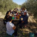 Olea Tinia - Leccino - biologisches natives Olivenöl extra aus Kroatien -500ml