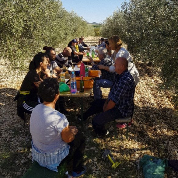 Olea Tinia - Leccino - biologisches natives Olivenöl extra aus Kroatien -500ml