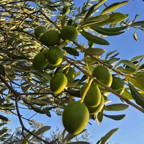 Olea Tinia – Leccino - bio extra szűz horvát olívaolaj 3 l 