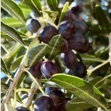 Olea Tinia – Leccino - bio extra szűz horvát olívaolaj 3 l 