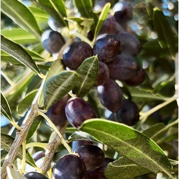 Olea Tinia – Leccino - bio extra szűz horvát olívaolaj 3 l 