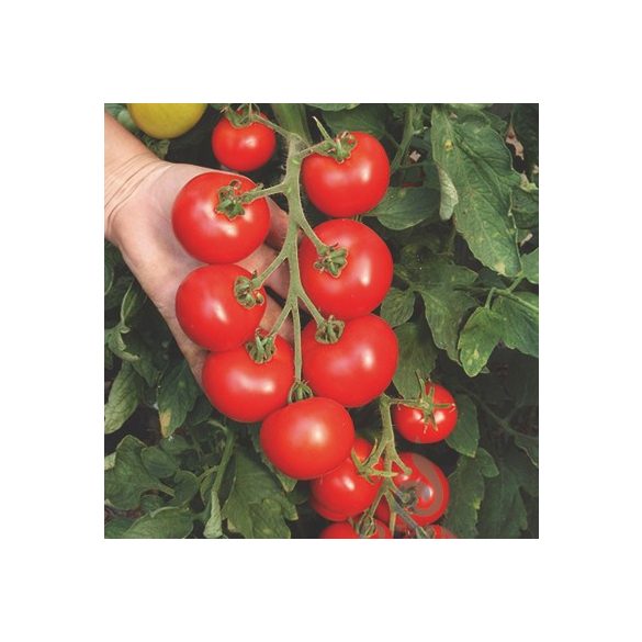 Organic Tomato Seeds, Hellfrucht