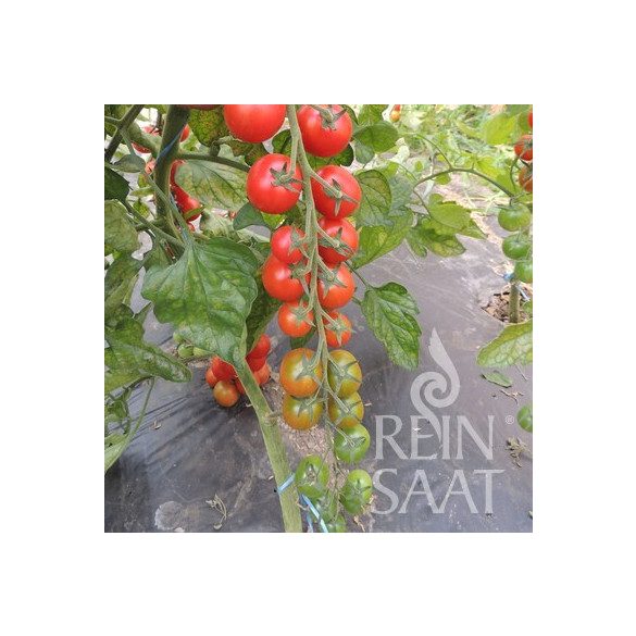 Anabelle Organic Tomato Seed