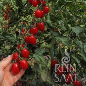 Donatellina - Organic Cherry Tomato Seeds