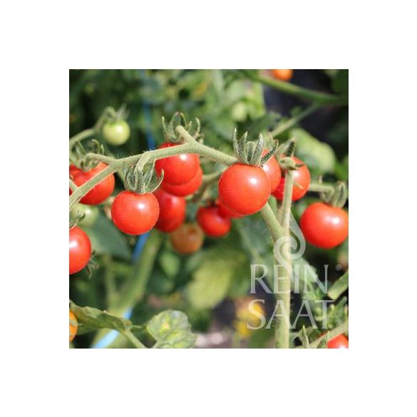 Rote Ribisel Organic Cherry Tomato Seeds