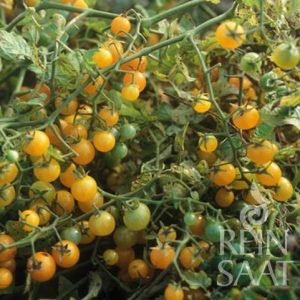 Rote Ribisel Organic Cherry Tomato Seeds