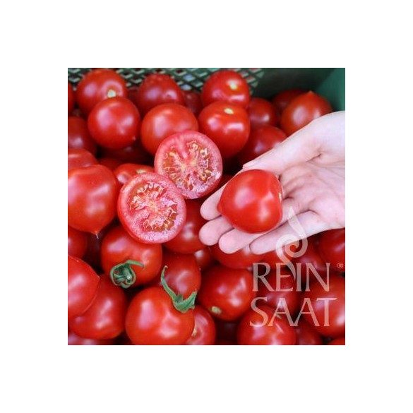 Organic cocktail tomato seed, Ruthje