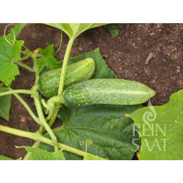 Cucumber, Vert Petit de Paris - Organic seed