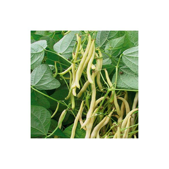 Helios Organic Yellow Bean Bush Bean Seeds