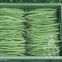 Marona Organic Bush Green Bean Seeds
