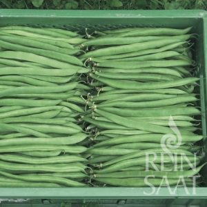 Zöld hüvelyű bokorbab, Marona, biovetőmag Zöld hüvelyű bokorbab, Marona, biovetőmag