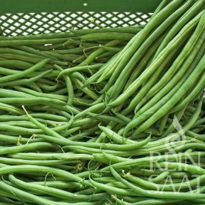 Zöld hüvelyű bokorbab biovetőmag, Caruso Zöld hüvelyű bokorbab biovetőmag, Caruso