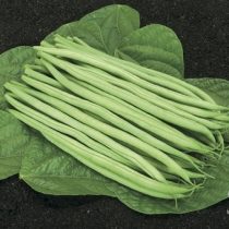 Cupidon Organic Green Bush Bean Seeds