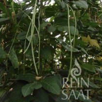 Organic Green Spaghetti Bean, Metro 