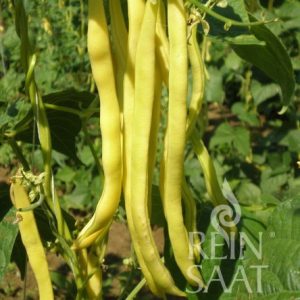 Neckargold Organic Yellow Podded Pole Beans