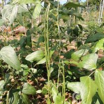 Organic  Spaghetti bean, Tapír