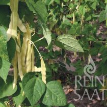 Organic Yellow Pole Bean Seeds, Golden Gate