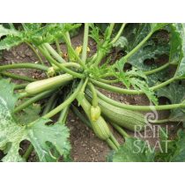 Zucchini, Alberello - Biosaatgut