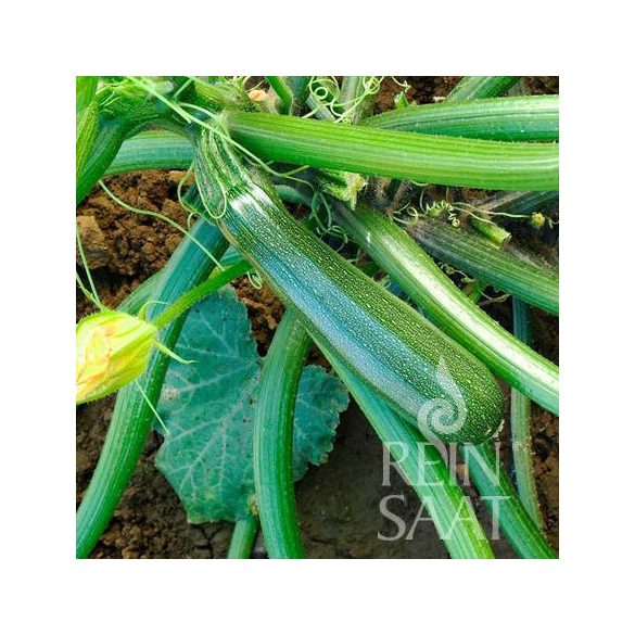 Zucchini, Zuboda - Biosaatgut