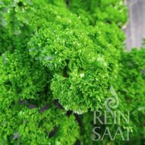 Petersilie, Grüne perle - Biosaatgut