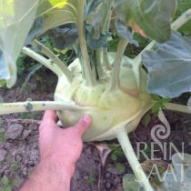 Kohlrabi, Superschmelz - Biosaatgut