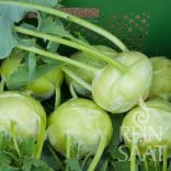 Kohlrabi, Noriko - Biosaatgut