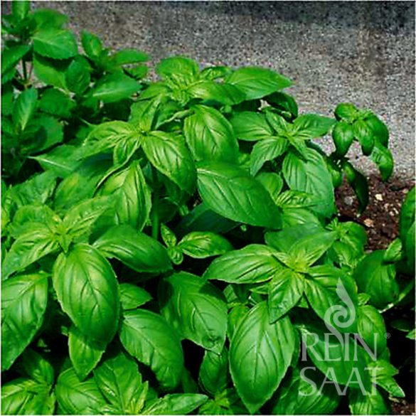 Green-leaved Basil genovese - organic seeds