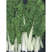 Mángold, Lucullus - biovetőmag