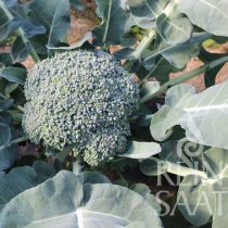 Broccoli,  Limba - Biosaatgut