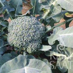 Broccoli, Limba - Biosaatgut Broccoli, Limba - Biosaatgut