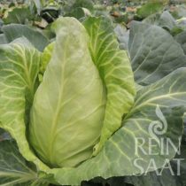 Spitzkrauf, Express - Biosaatgut