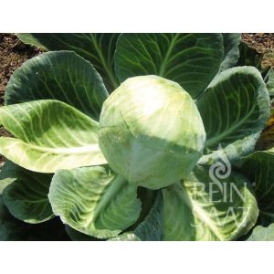 White cabbage - Dowinda - organic seeds