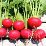 Radieschen,  Rudi, Biosaatgut – Saatband