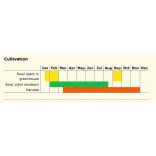 Radieschen,  Rudi, Biosaatgut – Saatband