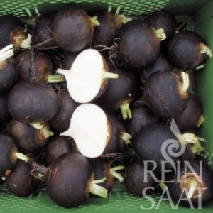 Fekete retek biovetőmag Fekete retek biovetőmag