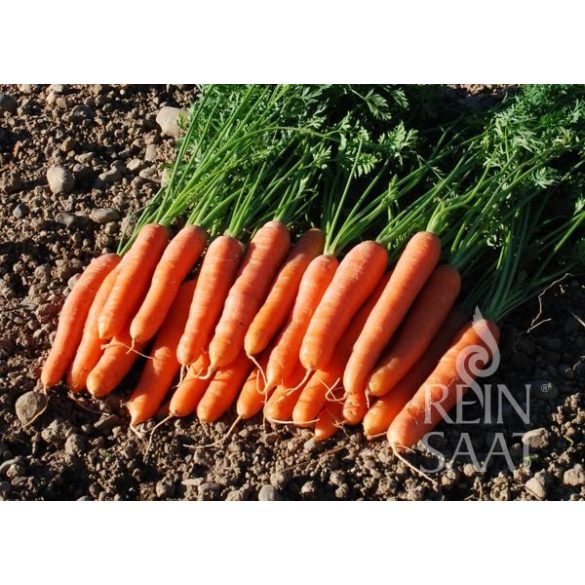 Carrot, Dolciva - Organic seeds