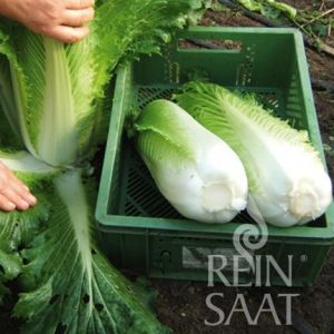 Kínai kel, Granaat, biovetőmag Kínai kel, Granaat, biovetőmag