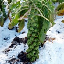 Rosenkohl, Groninger - Biosaatgut