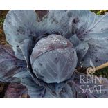 Rotkohl/Blaukraut, Tete noir - Biosaatgut
