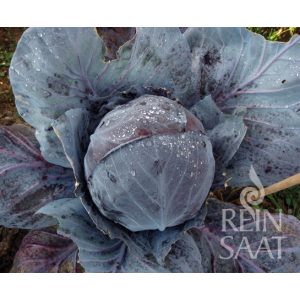 Rotkohl/Blaukraut, Tete noir - Biosaatgut Rotkohl/Blaukraut, Tete noir - Biosaatgut