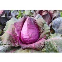 Rotkohl/Blaukraut, Kalibos - Biosaatgut
