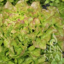 Eichblattsalet, Bijella