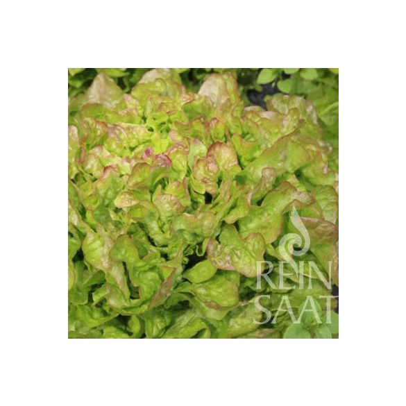 Tölgylevelű saláta  biovetőmag, Bijella