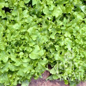 Zupfsalat, Salad bowl - Biosaatgut Zupfsalat, Salad bowl - Biosaatgut
