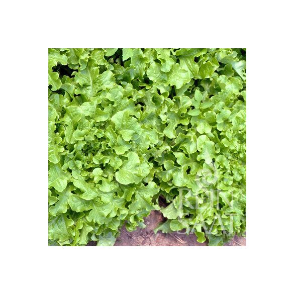 Zupfsalat, Salad bowl - Biosaatgut