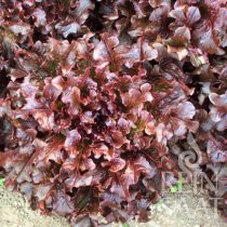 Zupfsalat, Red salad bowl - Biosaatgut