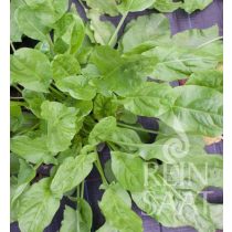 Kultursauerampfer - Biosaatgut