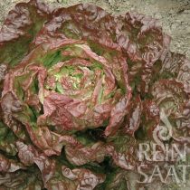 Fejes saláta biovetőmag, Merveille des quatre saisons