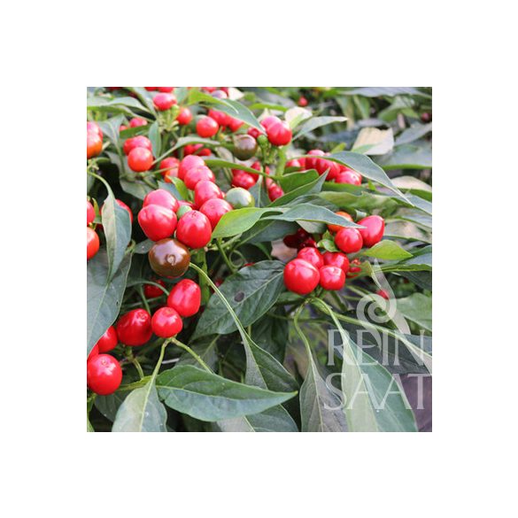 Kirschpaprika, Red  Cherry small - Biosaatgut